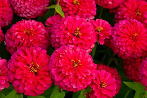 Best flowers to plant in full sun